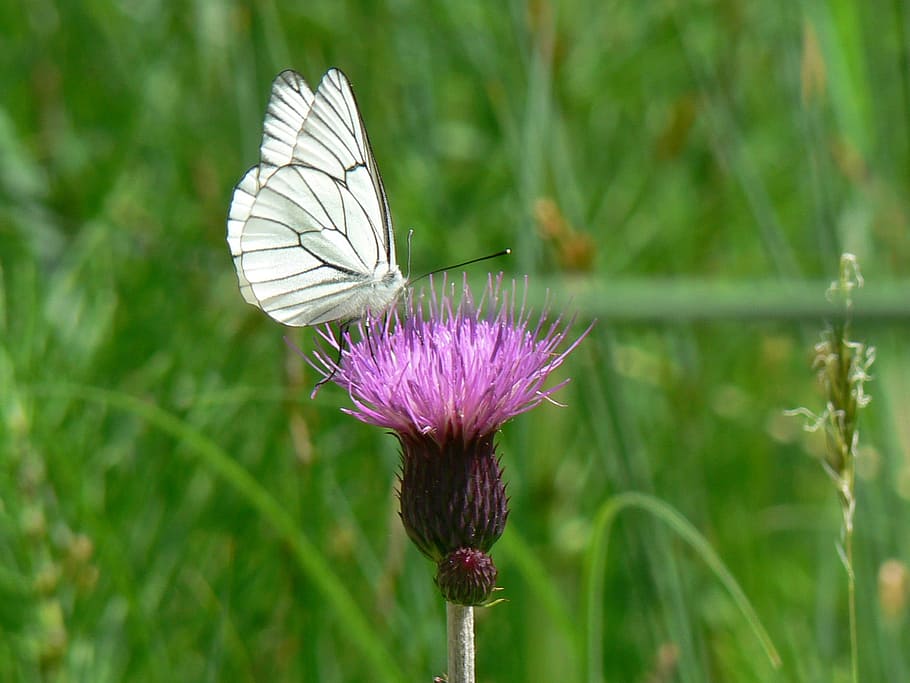 nature, summer, meadow, grass, plant, insect, flower, butterfly HD wallpaper