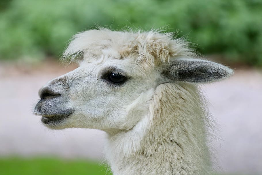 alpaca, zoo, animals, animal themes, mammal, one animal, domestic animals HD wallpaper