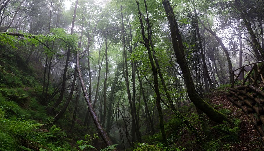 forest trees with sun rays passing through it, landscape, mist HD wallpaper