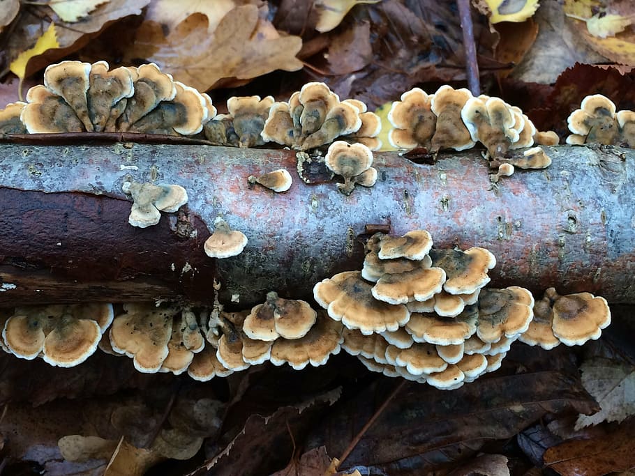 forest, nature, mushroom, fungus, edible Mushroom, autumn, brown HD wallpaper