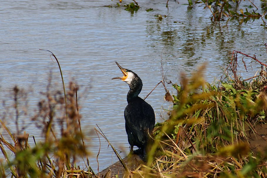 animal, river, waterside, bird, wild birds, waterfowl, cormorant HD wallpaper