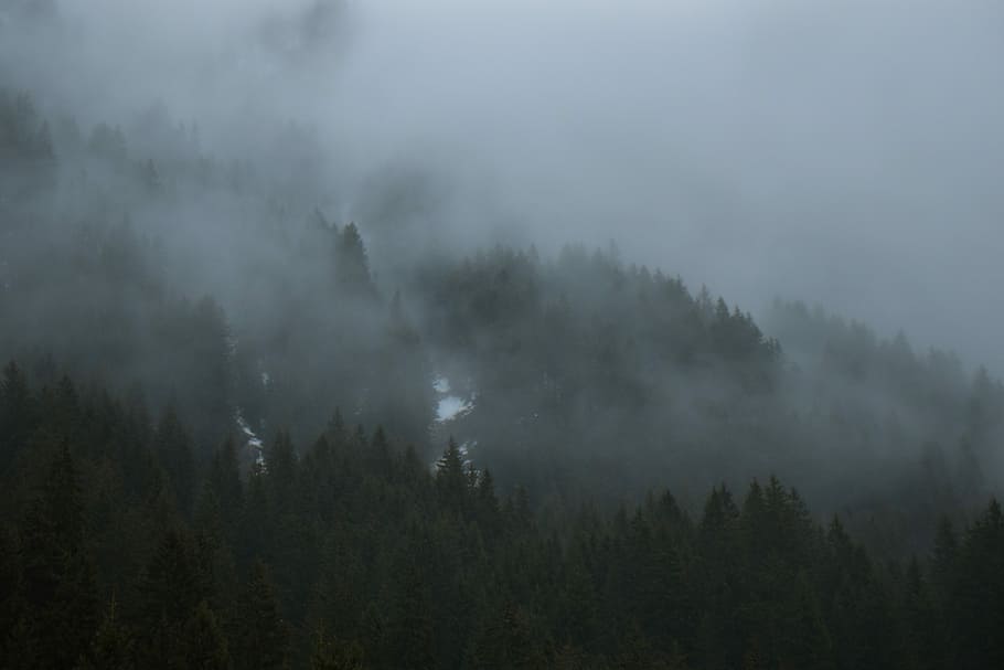 grayscale photography of trees with fog, landscape photography of trees HD wallpaper