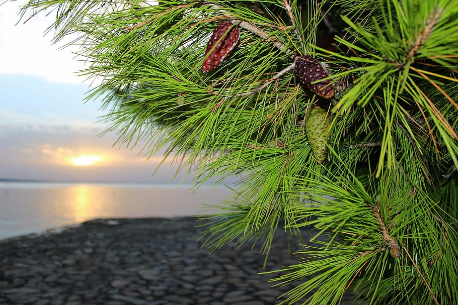 pine, pine-cone, beach, croatia, summer, recreation, green HD wallpaper
