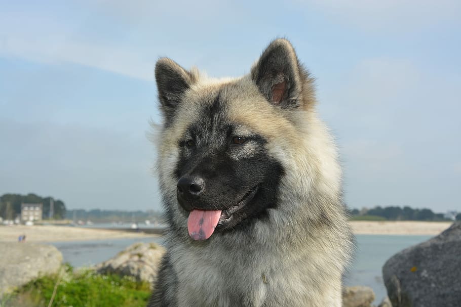 dog, bitch, bitch nova, eurasier nova, portrait, domestic animal HD wallpaper