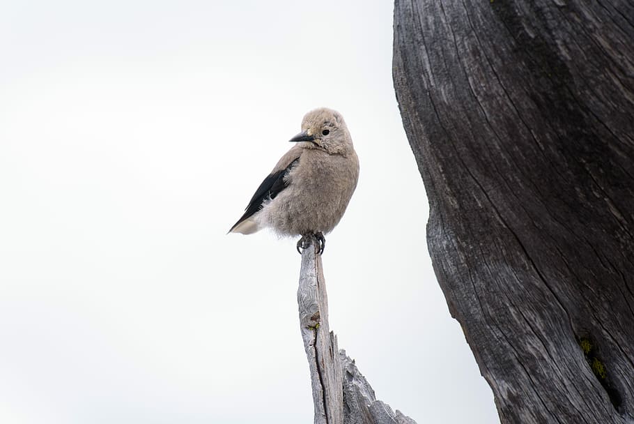 gray bird standing on edge of drift wood, selective focus photography of bird HD wallpaper
