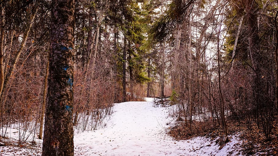 path, forest, snow, trees, plant, winter, land, beauty in nature HD wallpaper