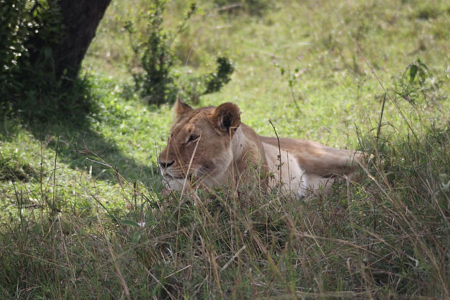 afternoon rest, lioness, siesta, animal wildlife, lion - feline, HD wallpaper