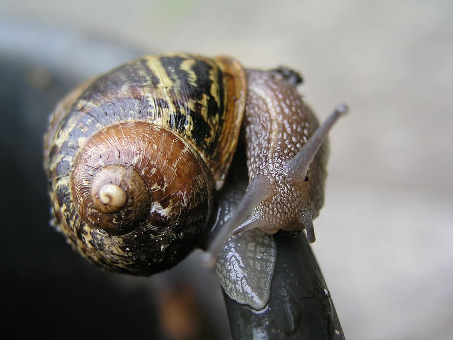 snail, mollusk, insect, animal wildlife, animal themes, invertebrate HD wallpaper