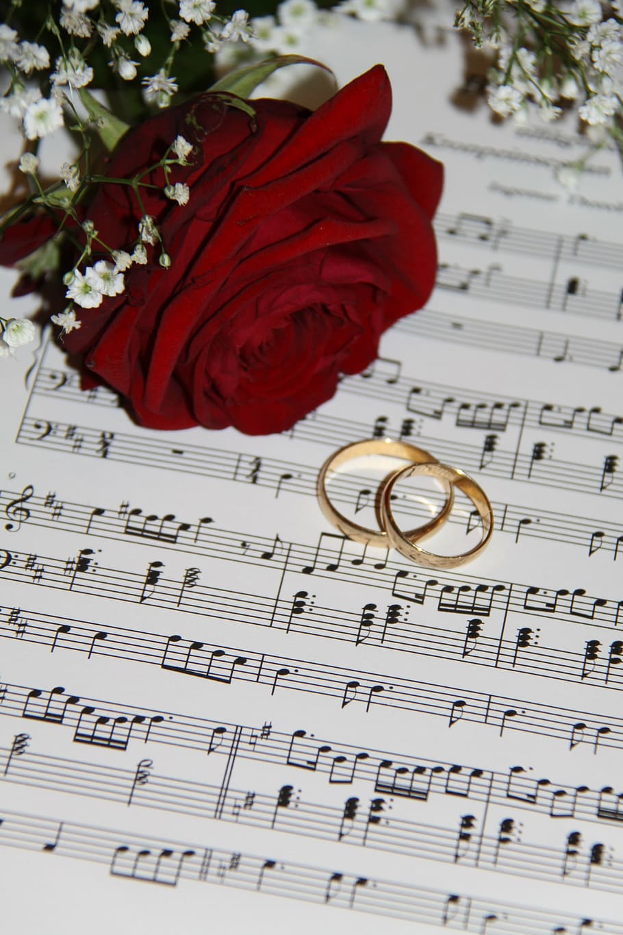red rose flower beside pair of gold-colored wedding bands, call HD wallpaper