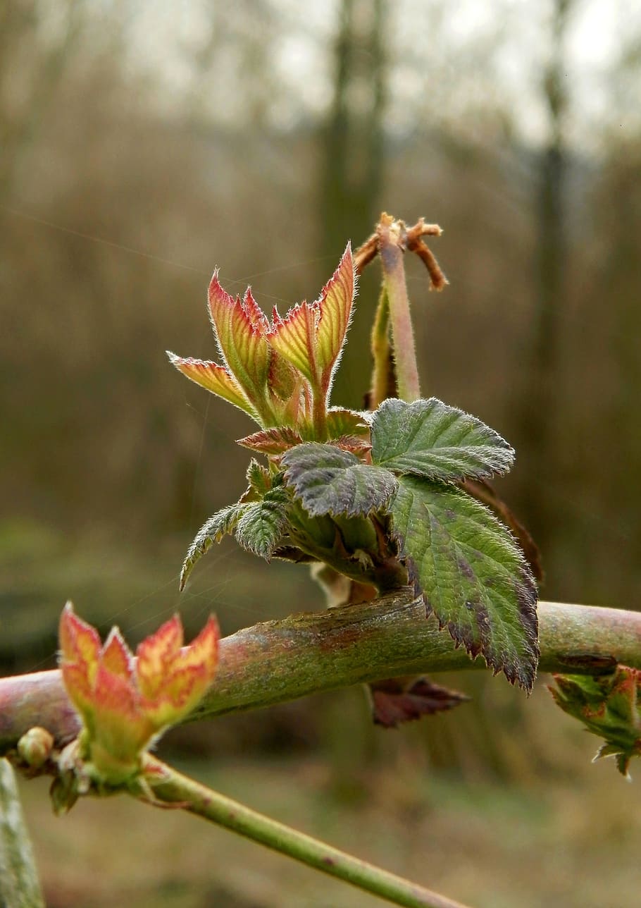 tree, foliage, spring, plant, growth, focus on foreground, close-up HD wallpaper
