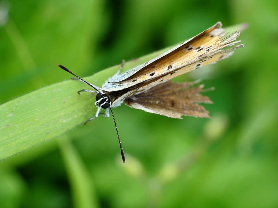 Butterfly, Macro, Copper, copper czerwończyk, insect, nature HD wallpaper