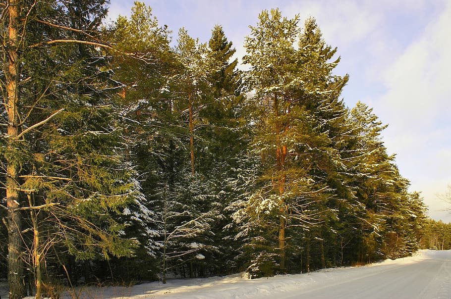 Winter, Snow, Forest, Podlasie, Tree, frost, poland, coniferous HD wallpaper