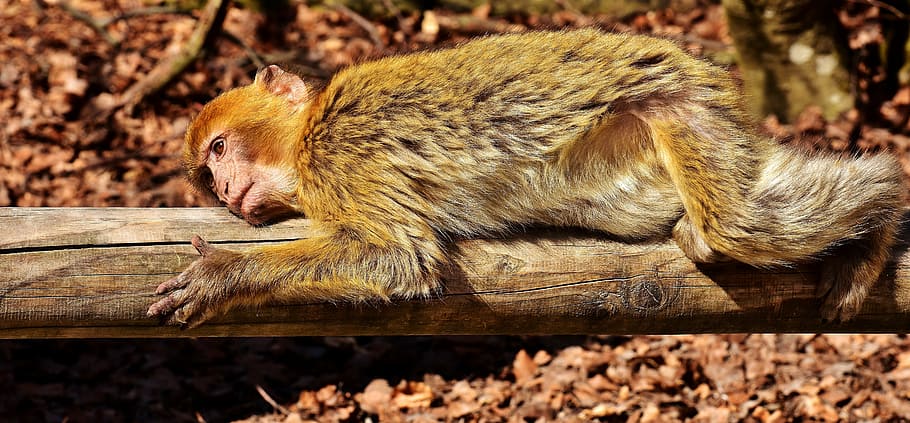 brown and white monkey lying on tree log, barbary ape, animal HD wallpaper