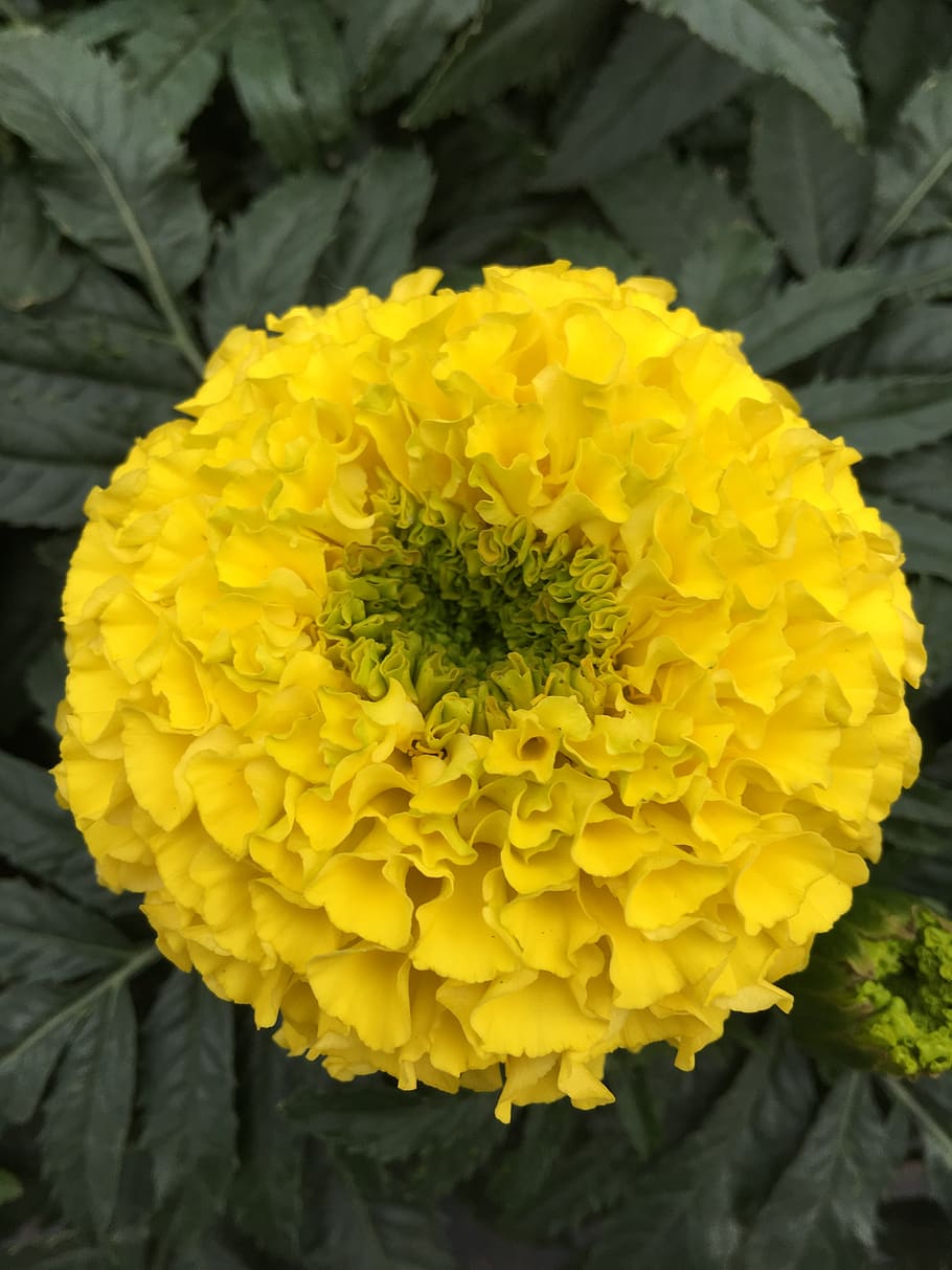 flower, yellow, spring, flowering plant, flower head, beauty in nature HD wallpaper