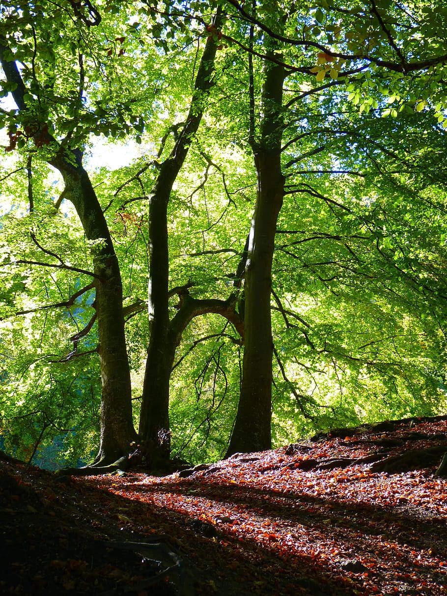 forest, beech, book, autumn, mood, tree, plant, growth, tree trunk HD wallpaper
