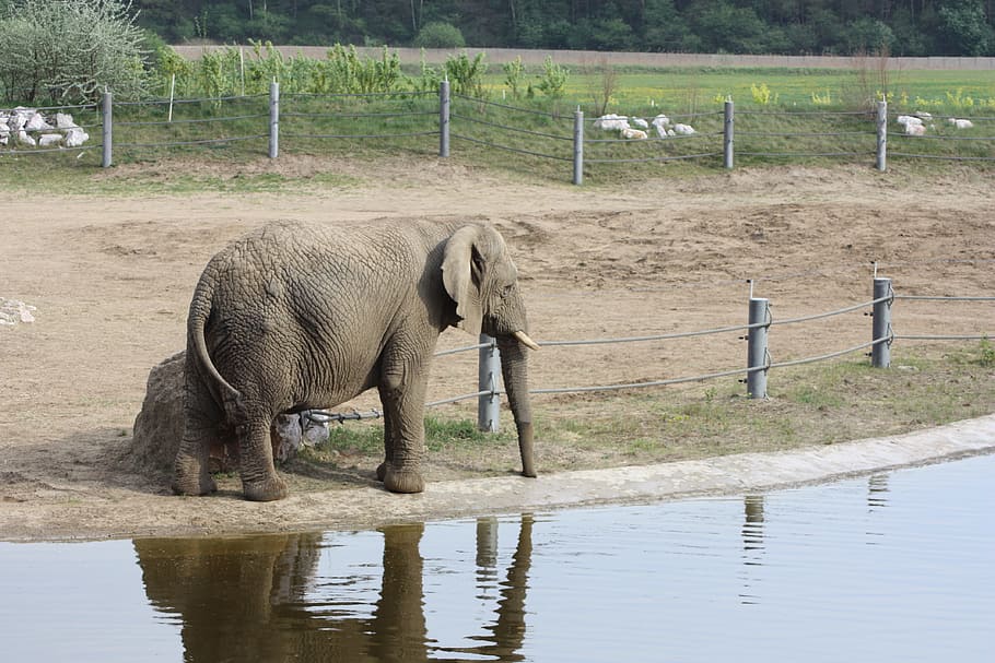 Elephant, African Elephant, loxodonta africana, reflection, animals in the wild, HD wallpaper