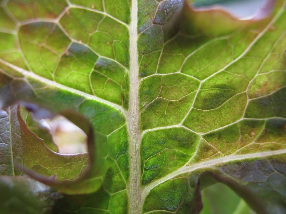 custody leaf, salad, vegetables, close-up, macro, frisch, delicious HD wallpaper