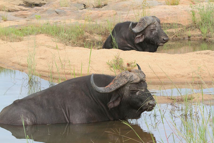 buffalo, bath, animals, pond, africa, savanah, wild, safari, HD wallpaper