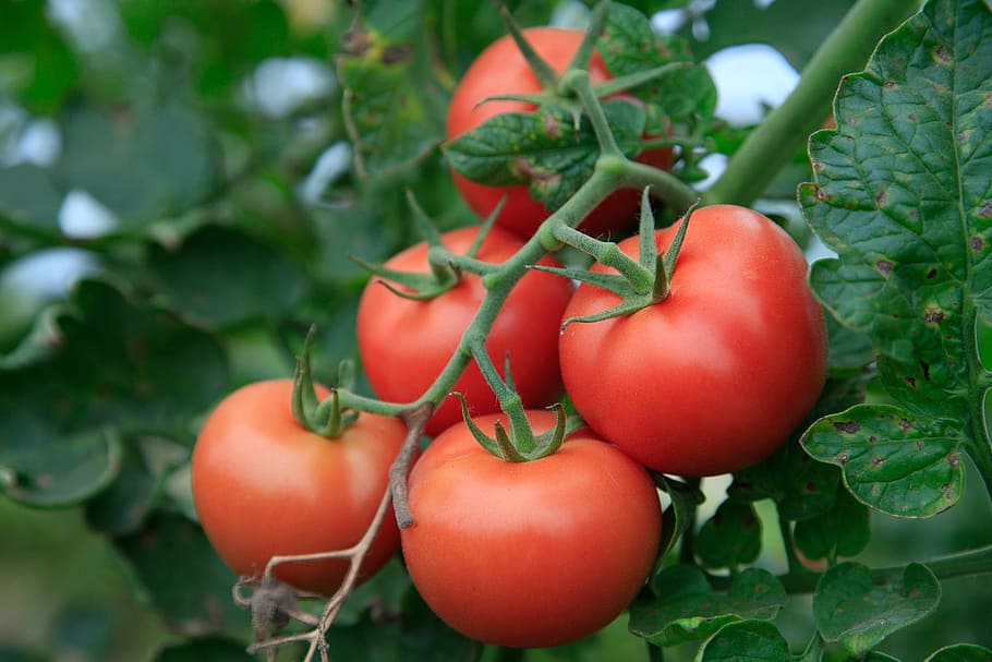 Tomatoes, Agriculture, Bio, Vegetables, nutrition, frisch, healthy, HD wallpaper