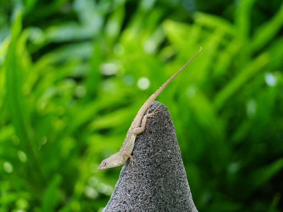 anolis, lizard, animals, reptile, creature, nature, miami, plant HD wallpaper