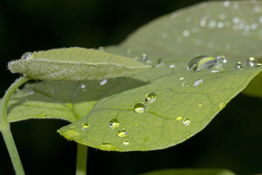leaves, green, dew, drops, macro, close up, nature, green color HD wallpaper