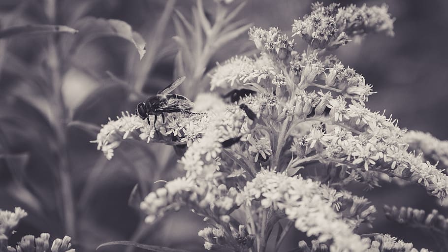 blossom, bloom, fly, insect, nature, close, summer, flower HD wallpaper