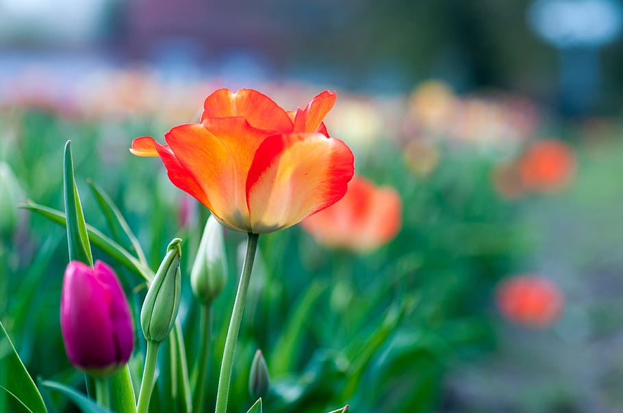 shallow focus photography of orange flowers, spring, bloomed HD wallpaper