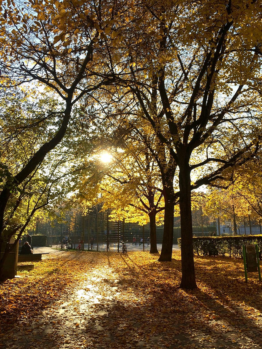 autumn, trees, light, sun, leaves, fall foliage, autumn mood HD wallpaper