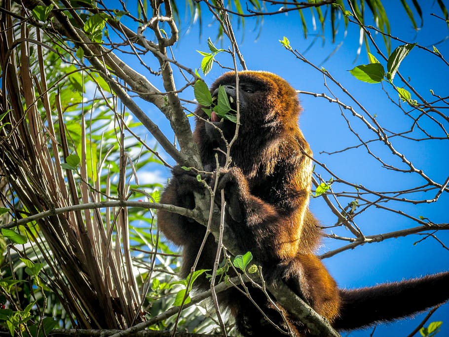 animals, monkey, nature, environment, wild, zoology, animal wildlife HD wallpaper