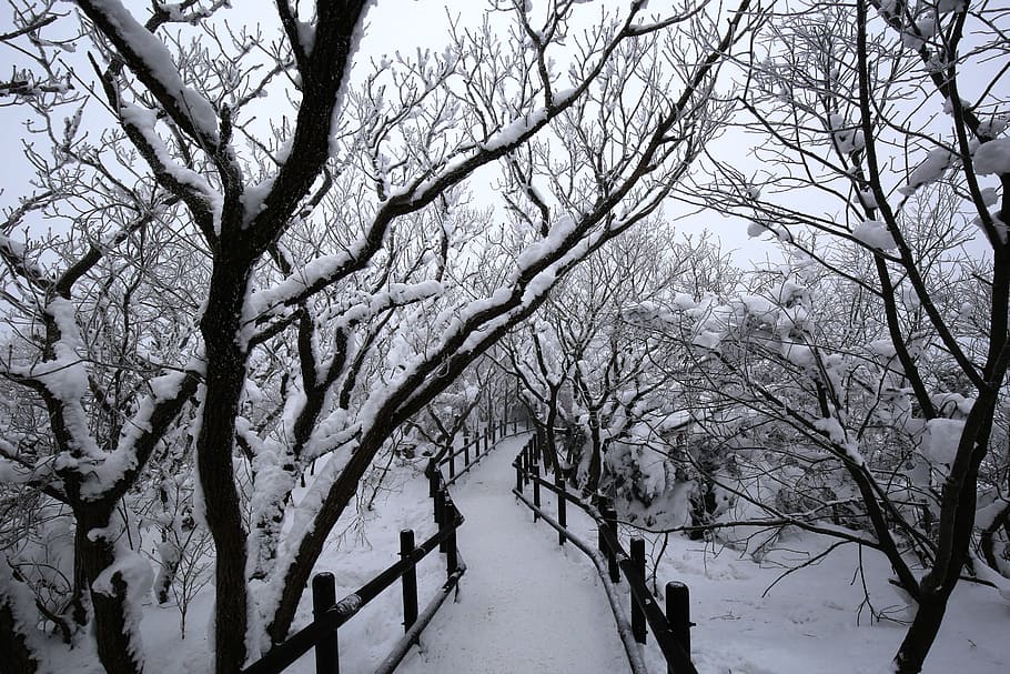 winter, wood, snow, tree, plant, cold temperature, bare tree HD wallpaper