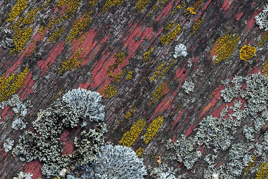 untitled, background, wood, old, weave, old paint, no people HD wallpaper