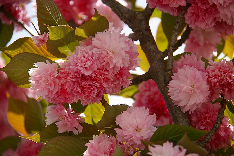 Cherry Blossom, Flowers, Spring, Bloom, nature, tree, pink color HD wallpaper