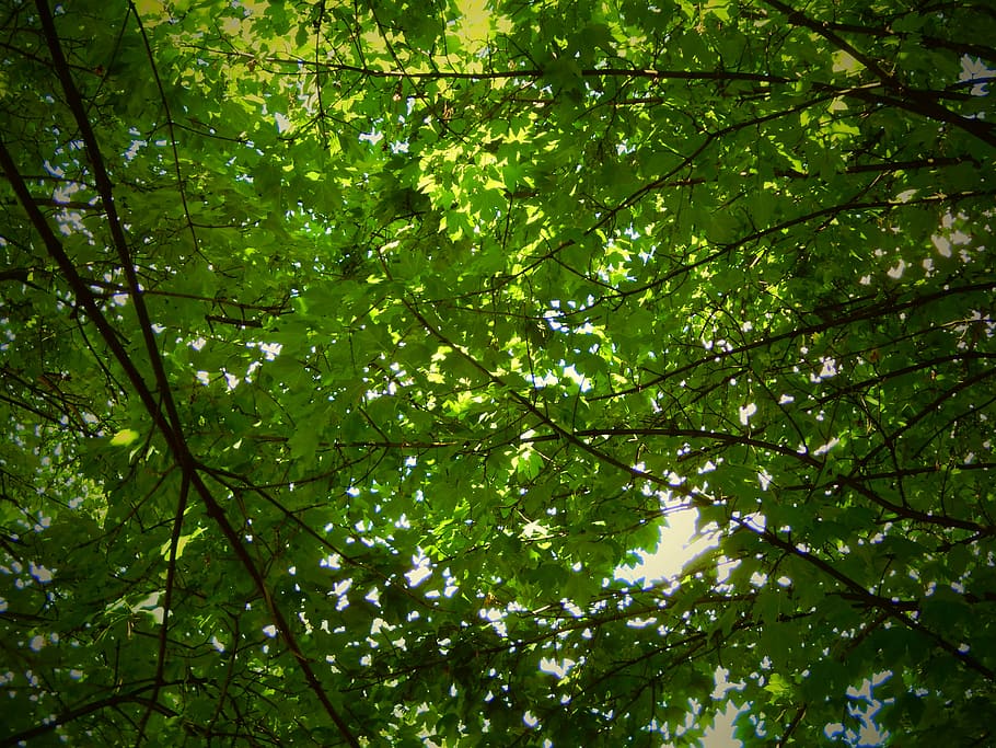 tree, nature, leaves, green, the crown of the tree, plant, growth HD wallpaper