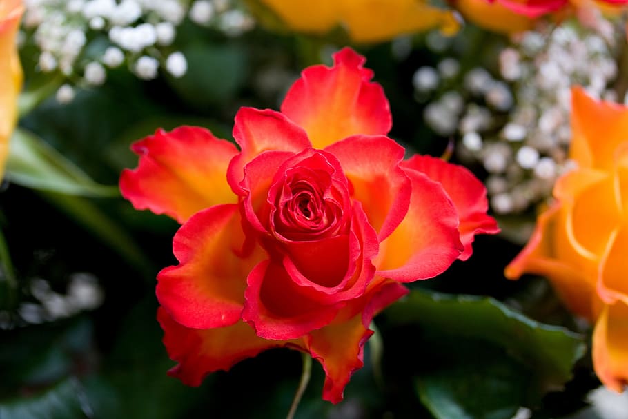 blooming flowers, rose, red, orange, plant, nature, flowering plant HD wallpaper