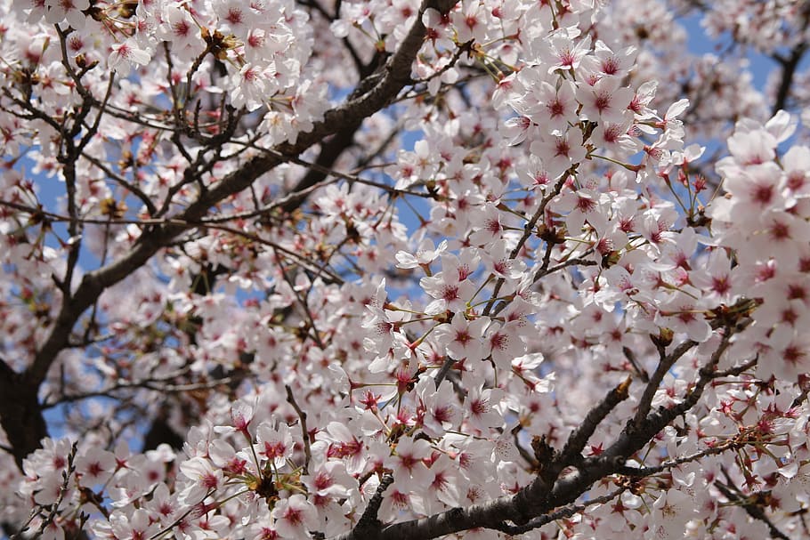 cherry blossom, april, spring, flowers, nature, plants, spring flowers HD wallpaper
