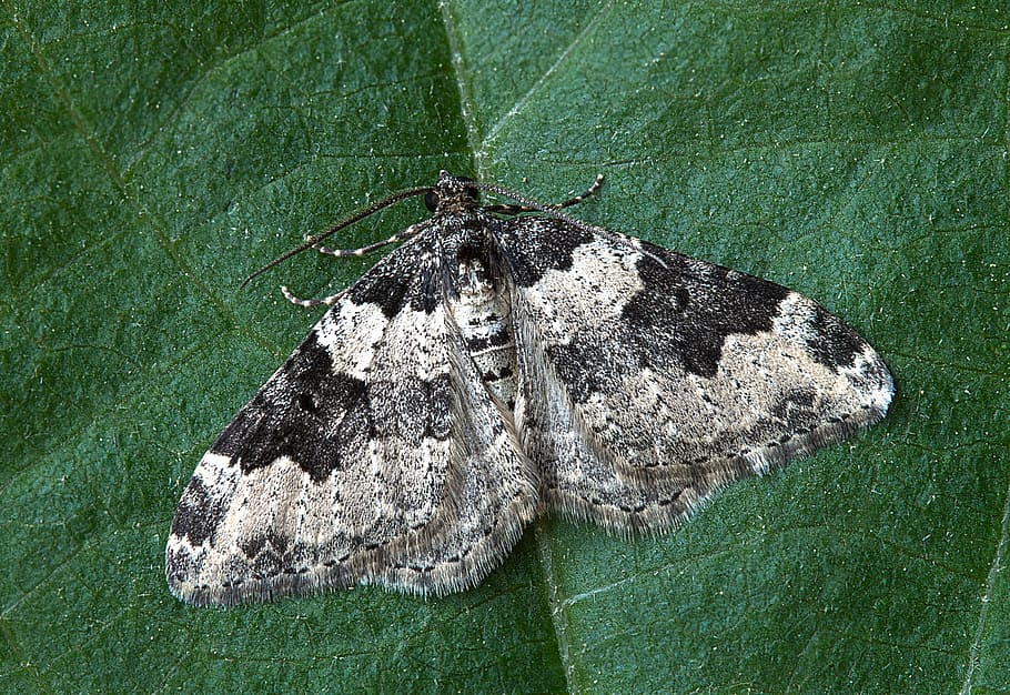 moth, macro, insect, lepidoptera, leaf, invertebrate, striped HD wallpaper