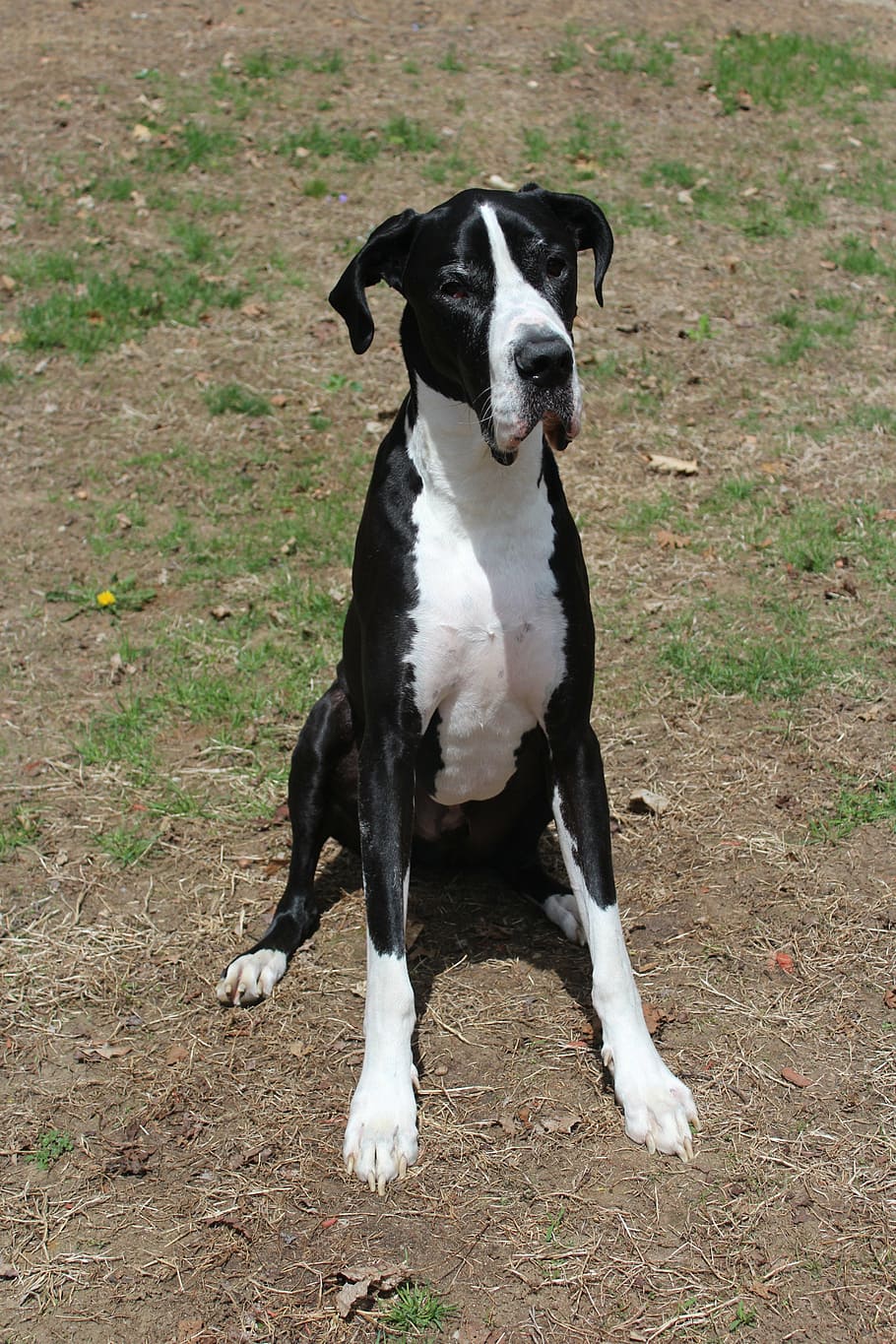 dog, great dane, outside, sit, sitting, pets, one animal, domestic animals HD wallpaper