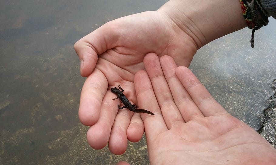 newt, pond, water, animal, amphibian, nature, wildlife, frog HD wallpaper
