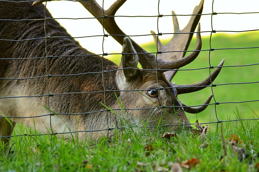 hirsch, fallow deer, antler, forest, nature, wild, wildlife park HD wallpaper