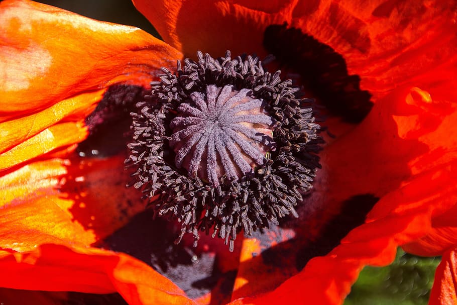 blossom, bloom, macro, flower, red, stamens, poppy, pistil HD wallpaper