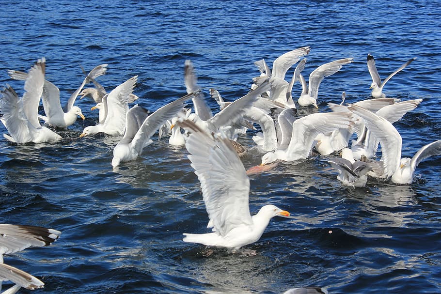 Seagull, Sea, Water, Water, Wave, North Sea, water bird, wind HD wallpaper