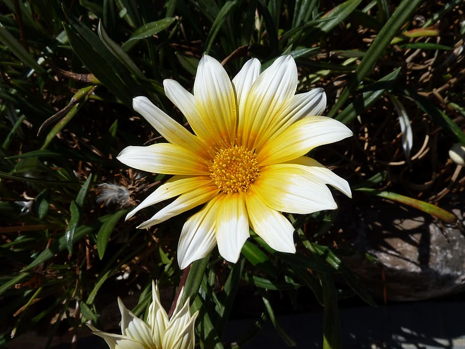 Flower, Petal, Leaf, Blossom, Floral, bloom, natural, garden HD wallpaper