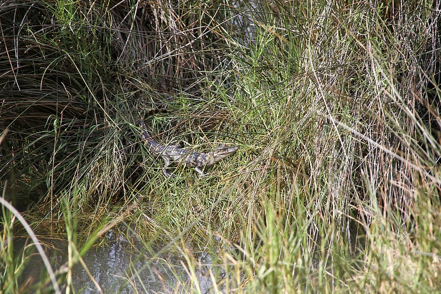 alligator, swamp, reptile, hatched, nature, marsh, tropical