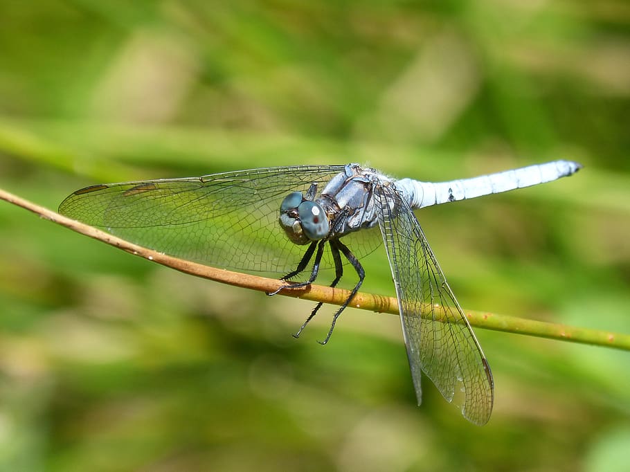 dragonfly aul, branch, greenery, wetland, orthetrum coerulescens, HD wallpaper