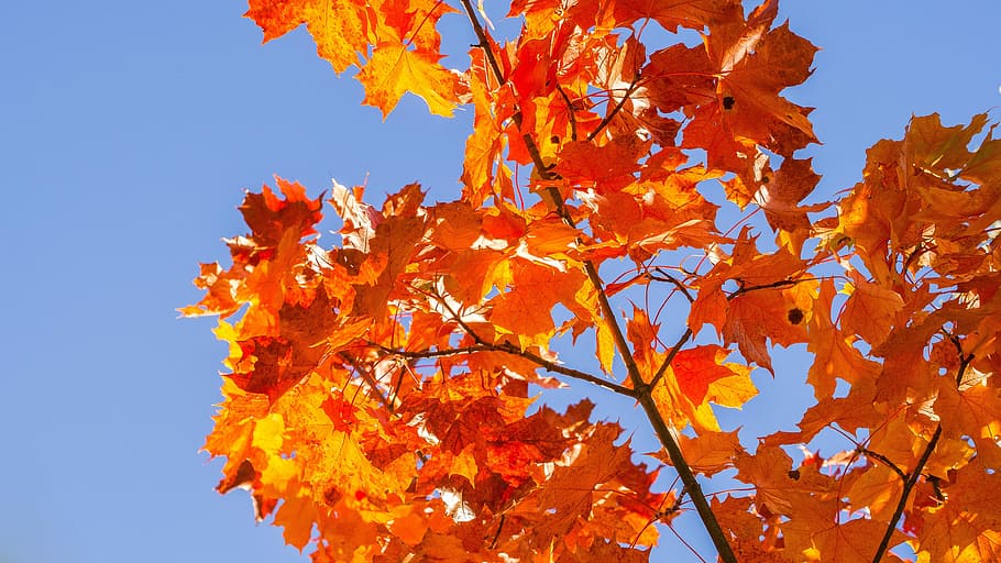 Autumn, Bright, Red, Red, Fall, Yellow, nature, season, orange HD wallpaper