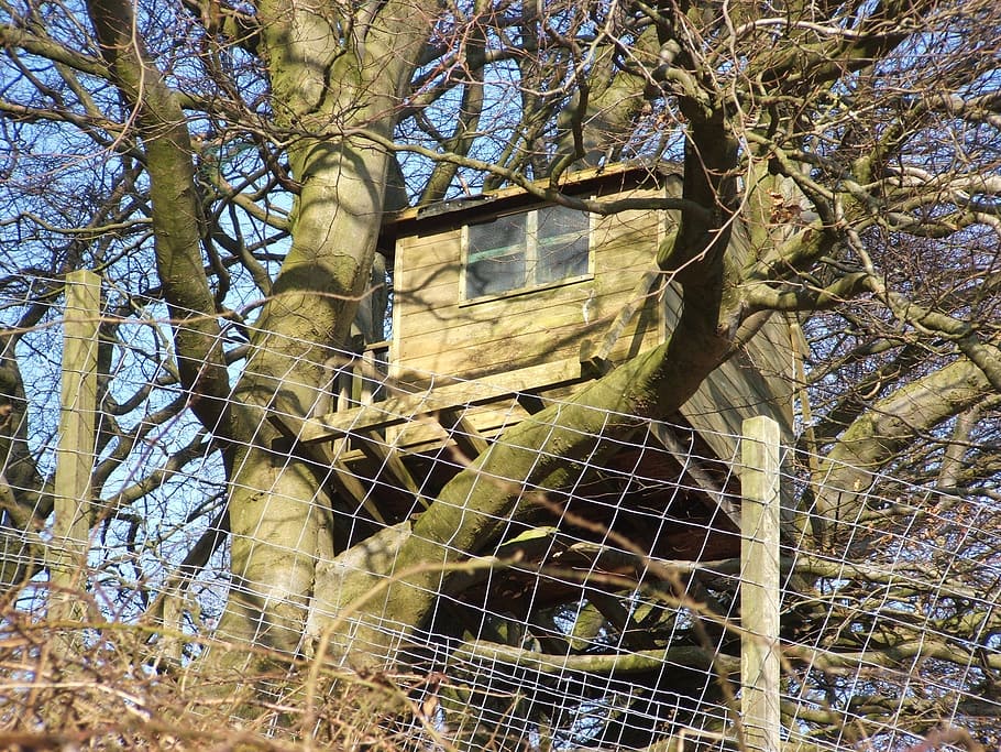 treehouse, woodhouse, trees, sky, blue, built, plant, low angle view HD wallpaper