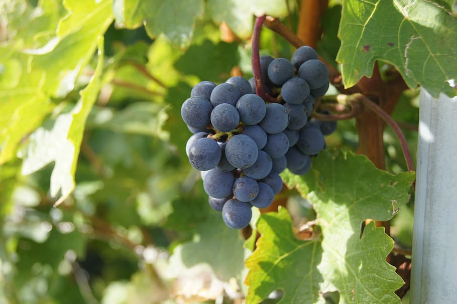 Grape, Grapevine, Wine, Red, Red Wine, food and drink, healthy eating HD wallpaper