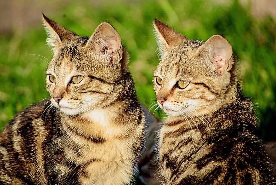 cat, animal, pets, mammal, feline, domestic cat, animal themes HD wallpaper