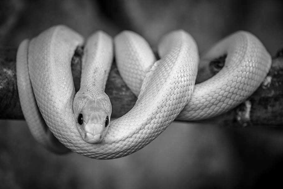 snake, black and white, reptile, poison, danger, animal themes, HD wallpaper
