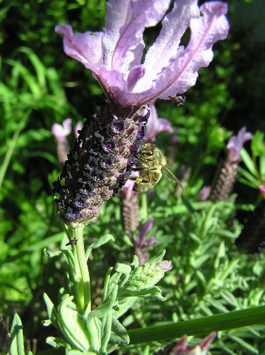 bee, gathering pollen, lavender, plant, growth, beauty in nature HD wallpaper